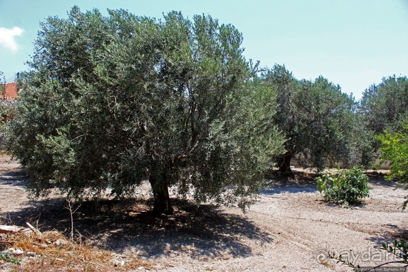 Шпионские страсти. Поиск британской военной базы Акротири 