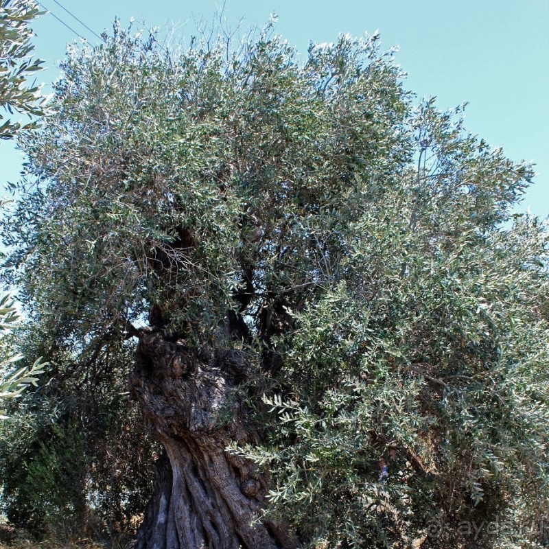 Шпионские страсти. Поиск британской военной базы Акротири 
