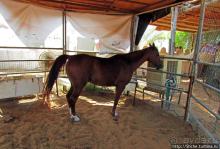 Этнографическая арабская деревня в совремеменной столице ОАЭ