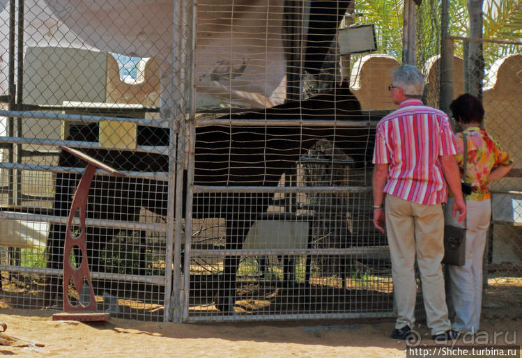 Этнографическая арабская деревня в совремеменной столице ОАЭ