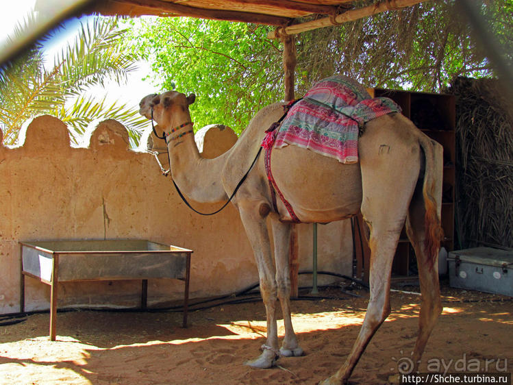 Этнографическая арабская деревня в совремеменной столице ОАЭ