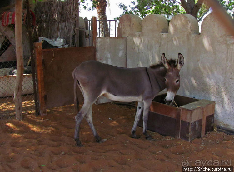 Этнографическая арабская деревня в совремеменной столице ОАЭ