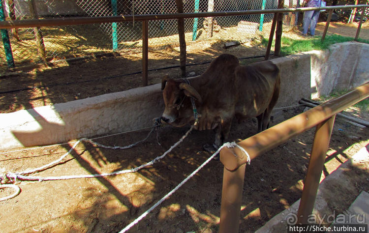 Этнографическая арабская деревня в совремеменной столице ОАЭ