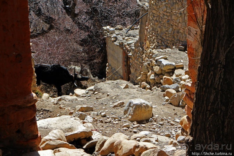 Первые шаги по королевству Ло, тибетский городок Тангбе