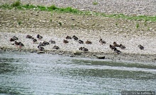 Альбом отзыва "Что ходит по Рейну"