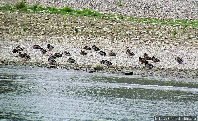 Что ходит по Рейну