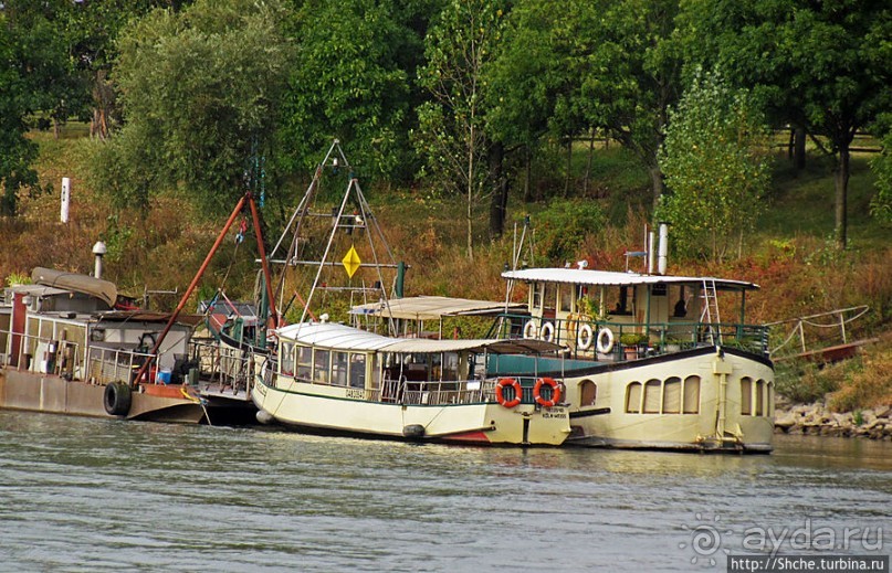 Что ходит по Рейну