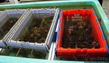 Альбом отзыва "Самый раскрученный ресторан морепродуктов в Шарлоттауне"