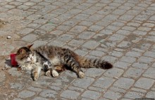 А вот и котиков нам в ленту;) Коты и кошки Мазаргана