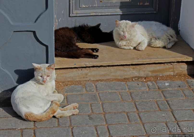 А вот и котиков нам в ленту;) Коты и кошки Мазаргана