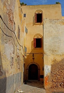 А вот и котиков нам в ленту;) Коты и кошки Мазаргана