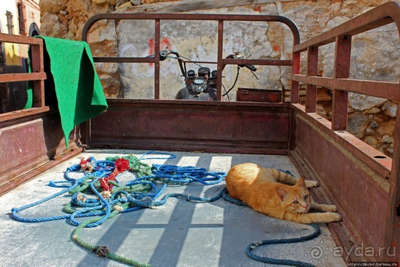 А вот и котиков нам в ленту;) Коты и кошки Мазаргана