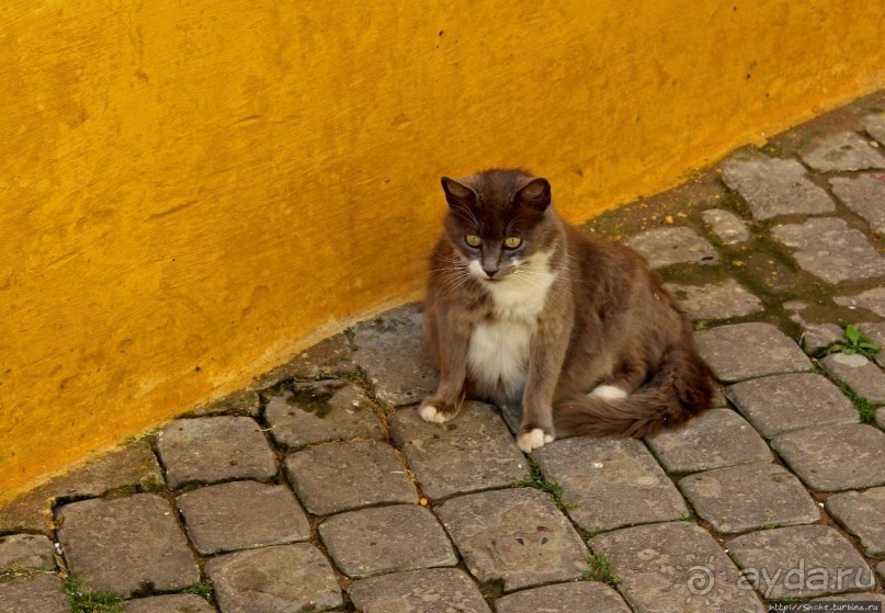 А вот и котиков нам в ленту;) Коты и кошки Мазаргана