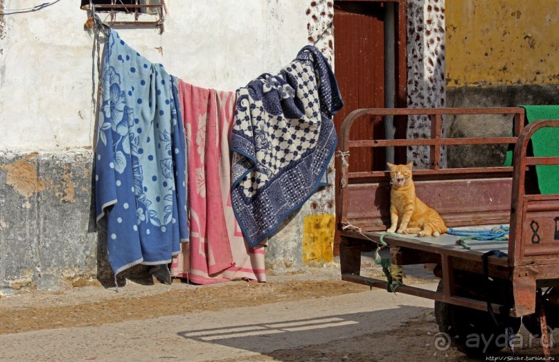 А вот и котиков нам в ленту;) Коты и кошки Мазаргана