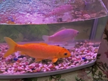 Рыбный ресторан на восточном побережье КНДР