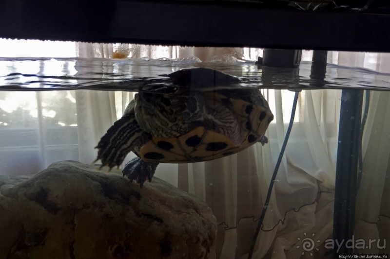 Рыбный ресторан на восточном побережье КНДР