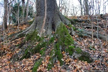 Тихие аллеи на берегах Изара