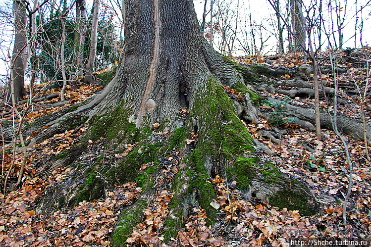 Тихие аллеи на берегах Изара