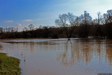 Иполь разливная