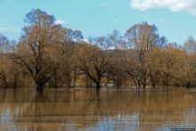 Иполь разливная