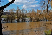 Иполь разливная