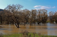 Иполь разливная