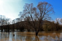 Иполь разливная