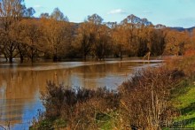 Иполь разливная