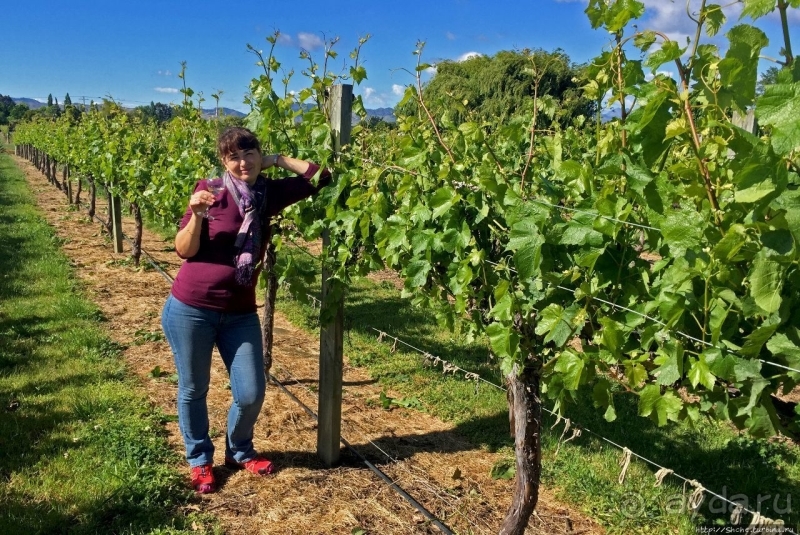 Дегустация лучших новозеландских вин долины Мальборо 