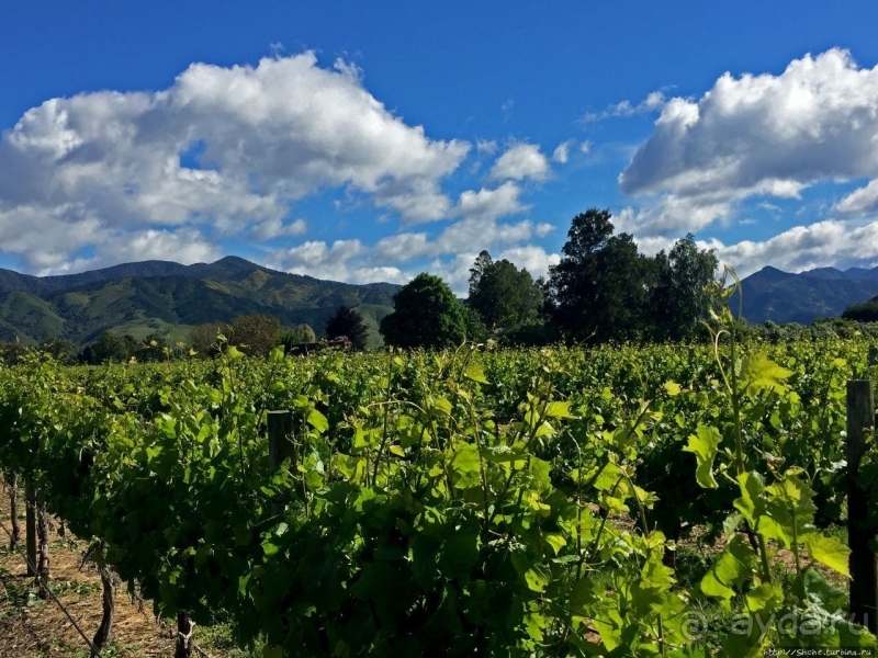 Дегустация лучших новозеландских вин долины Мальборо 