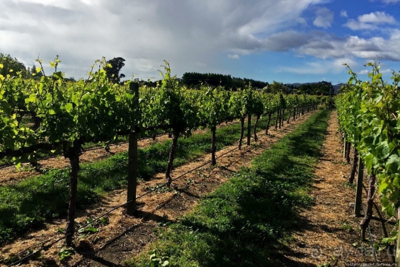 Дегустация лучших новозеландских вин долины Мальборо 