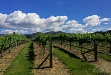 Дегустация лучших новозеландских вин долины Мальборо 