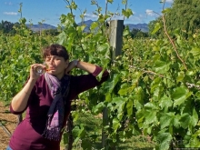 Дегустация лучших новозеландских вин долины Мальборо 