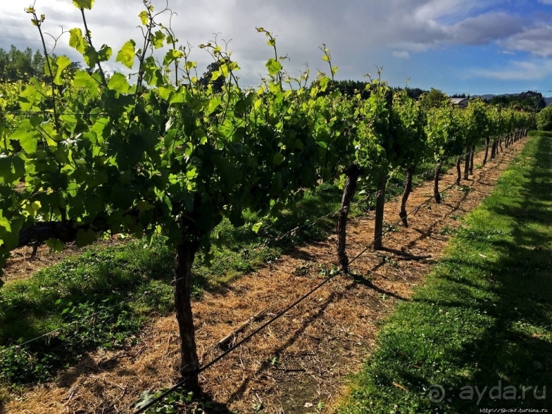 Дегустация лучших новозеландских вин долины Мальборо 