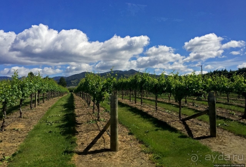 Дегустация лучших новозеландских вин долины Мальборо 