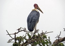 Кампала — столица демократической республики и королевства