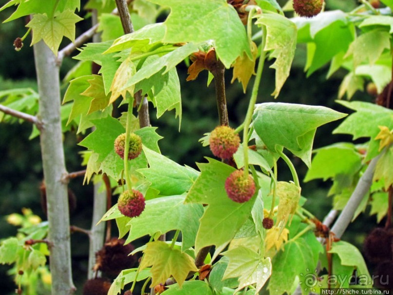 Весна в Лиссабонском округе — ярко и свежо
