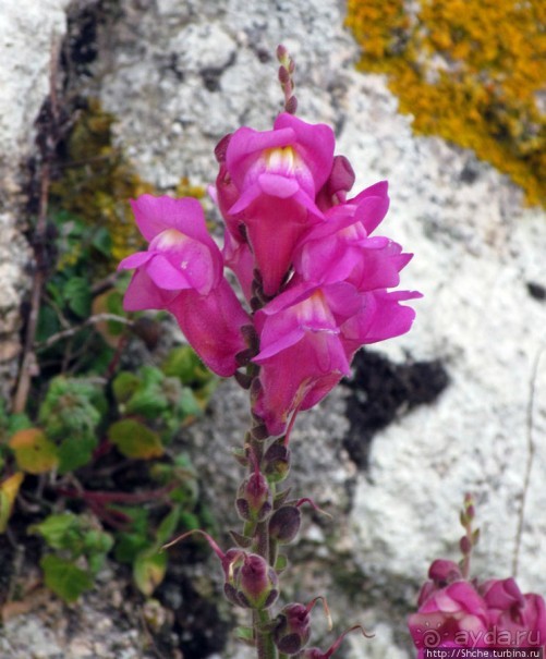 Весна в Лиссабонском округе — ярко и свежо