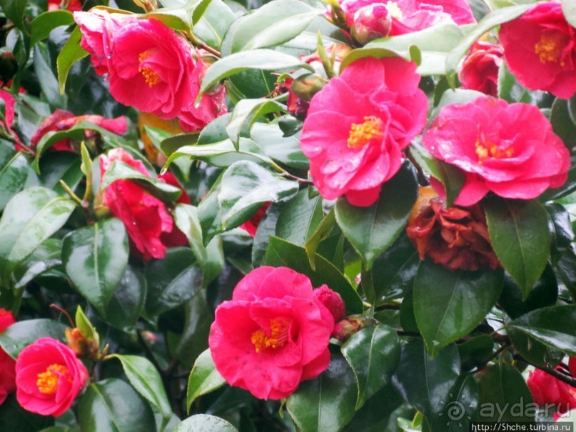 Весна в Лиссабонском округе — ярко и свежо