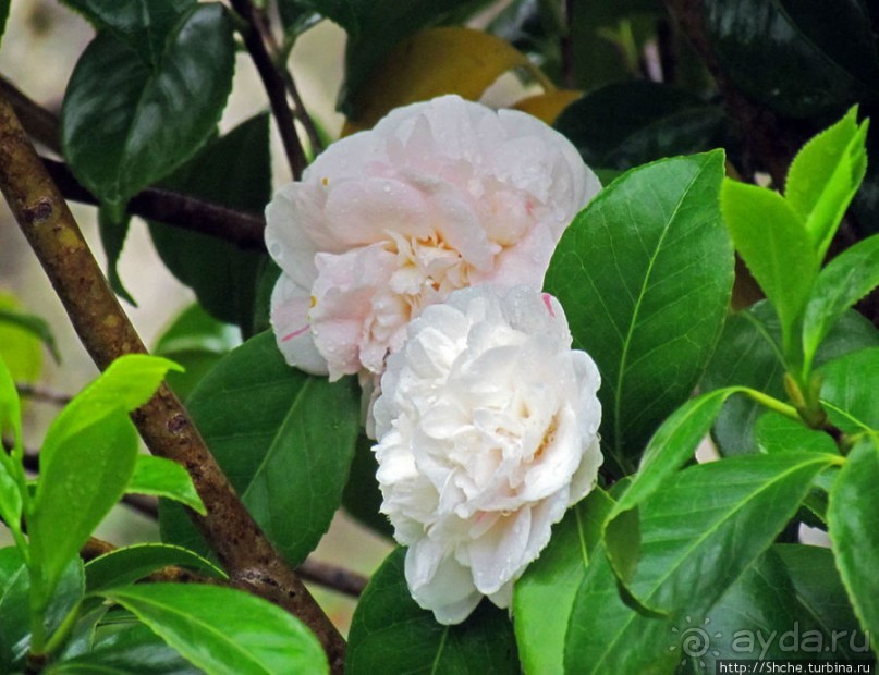 Весна в Лиссабонском округе — ярко и свежо