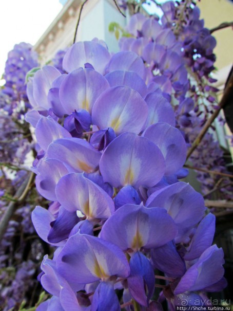 Весна в Лиссабонском округе — ярко и свежо