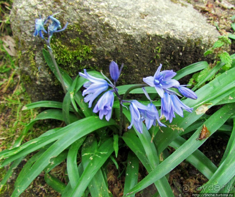 Весна в Лиссабонском округе — ярко и свежо