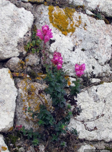 Весна в Лиссабонском округе — ярко и свежо
