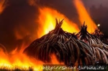 Ivory burning Site — монумент ради борьбы с браконьерством