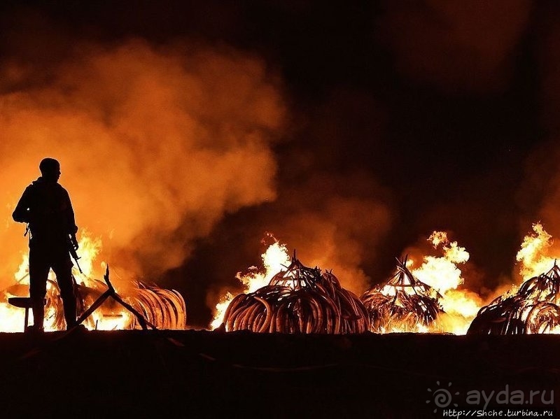 Ivory burning Site — монумент ради борьбы с браконьерством