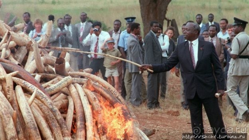 Ivory burning Site — монумент ради борьбы с браконьерством