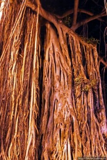 Альбом отзыва ""Здесь Вам не Лас-Вегас, здесь принцип иной" — огни Вайкики"