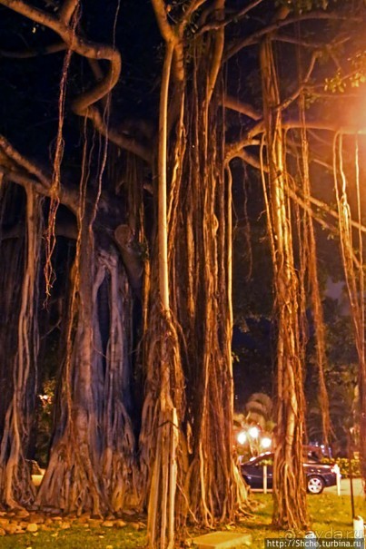 фото Вайкики