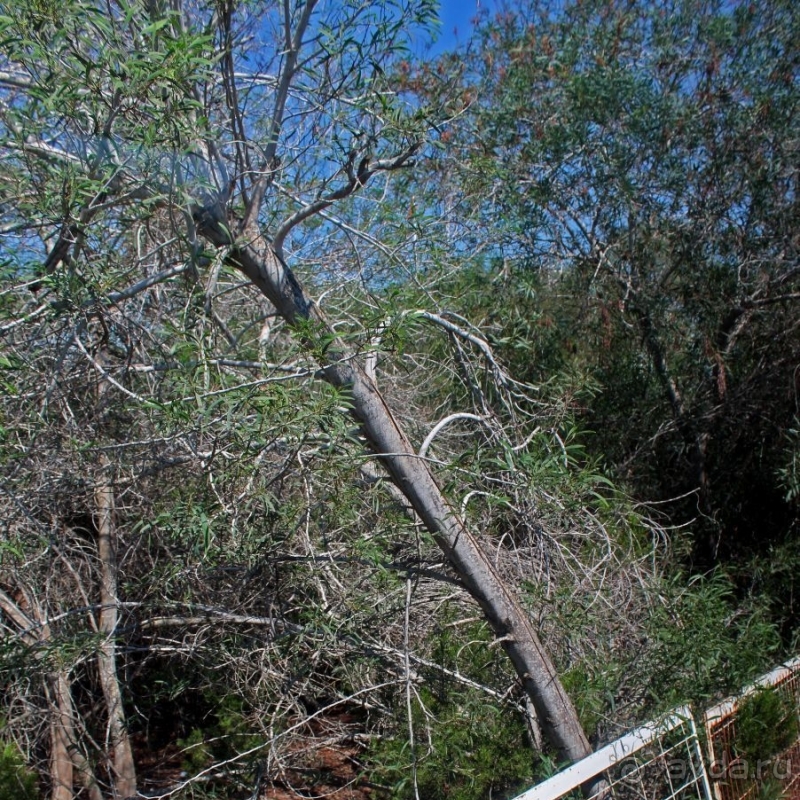 Транспортный переход на Северный Кипр в Никосии