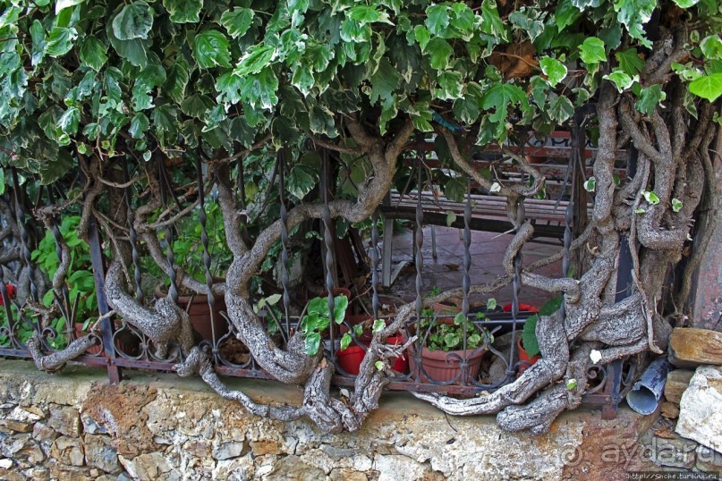 Княжество Себорга — независимость, как последствие склероза